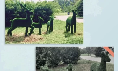 Вандалы повредили топиарии в Ярославской области