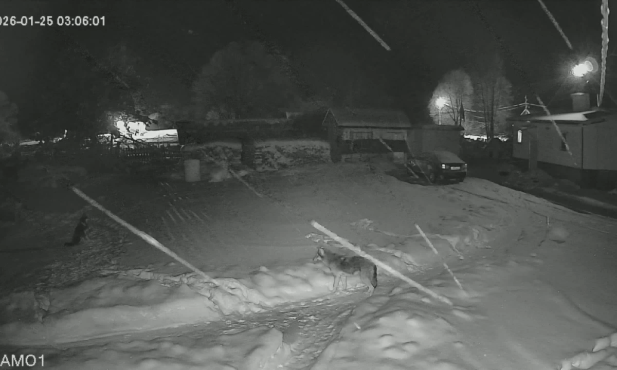 Ярославские охотники устроили облаву на волка, загрызшего домашнюю собаку