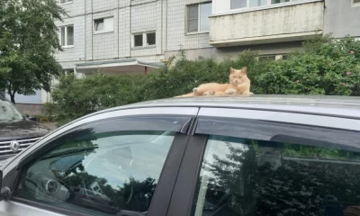 В Ярославской области из-за кота установлен карантин по бешенству