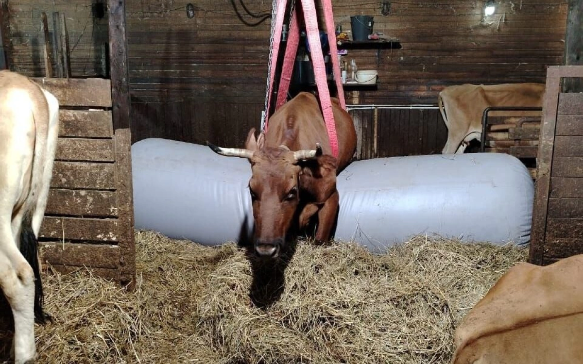 В Ярославской области хозяева заказали для больной буренки надувной баллон В Ярославской области хозяева заказали для больной буренки надувной баллон