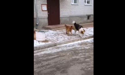 В Ярославской области хозяин собаки заплатит за рубцы на лице девочки &nbsp;