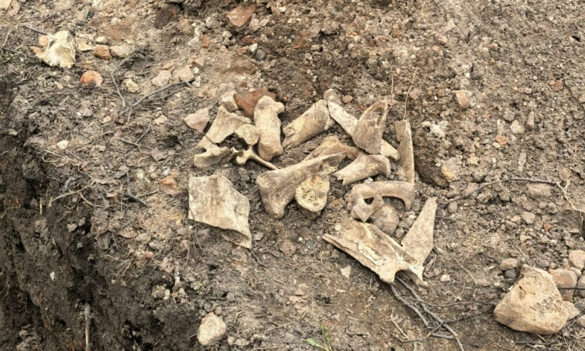 В центре Ярославля при земляных работах обнаружены кости
