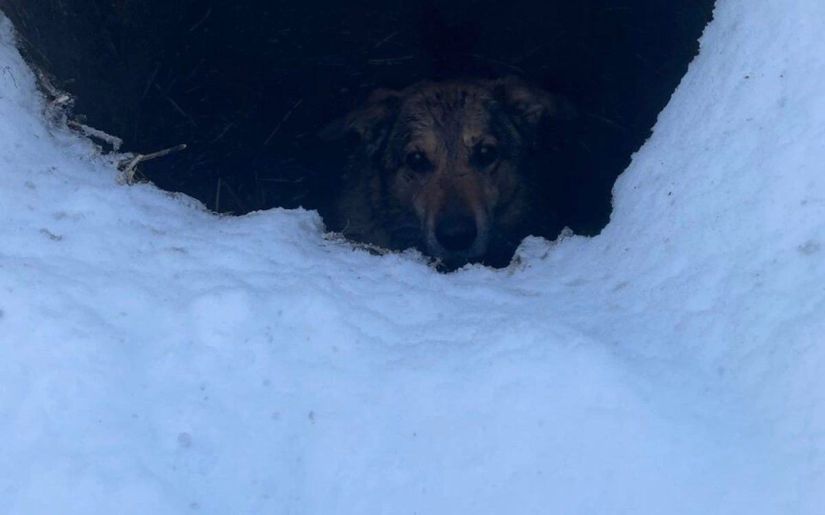В Ярославле жители спасли упавшую в открытый колодец собаку В Ярославле жители спасли упавшую в открытый колодец собаку