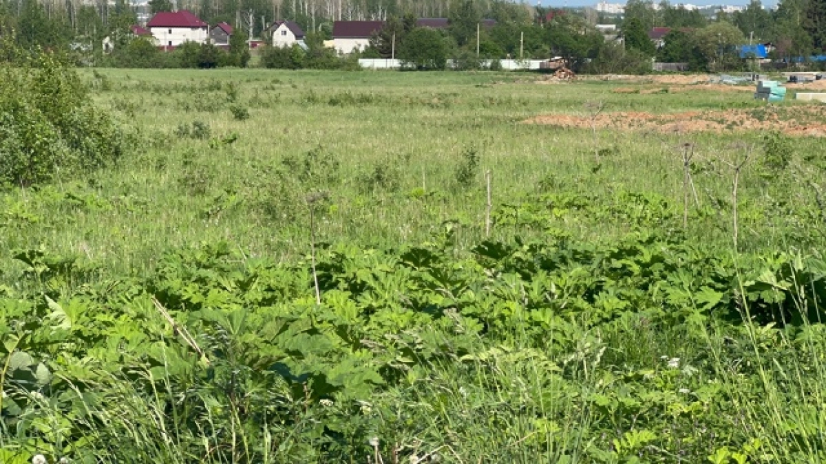 В Ярославской области начали изымать заросшую борщевиком землю В Ярославской области начали изымать заросшую борщевиком землю