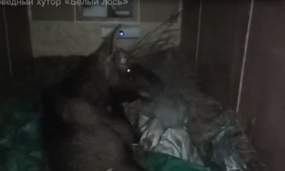 Ярославский лось Октябрь благополучно прибыл в реабилитационный центр