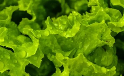Запрещенные пестициды обнаружены в салате в Ярославской области