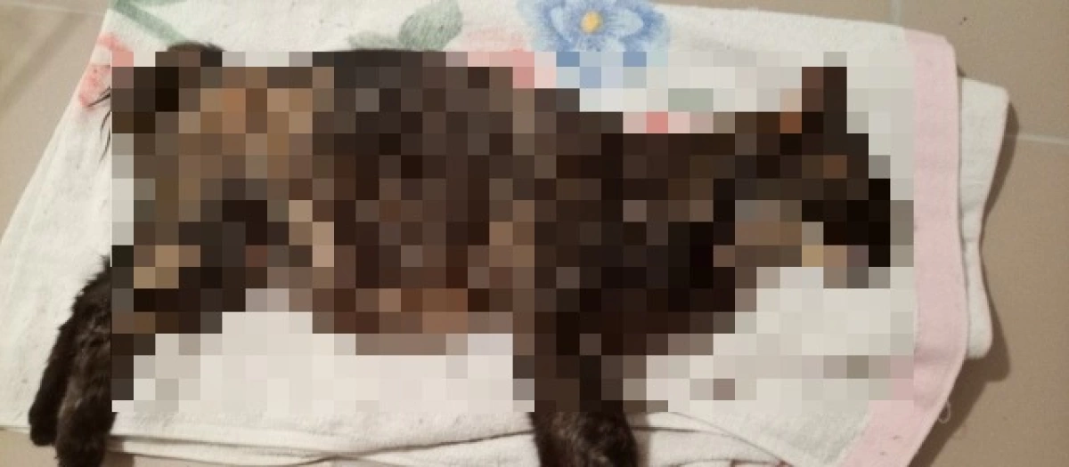 Отлов кошек в Ярославской области вызвал обеспокоенность местных жителей