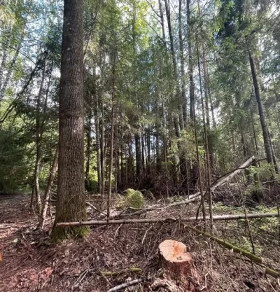 В Ярославской области с поличным задержан &laquo;черный лесоруб&raquo; &nbsp;