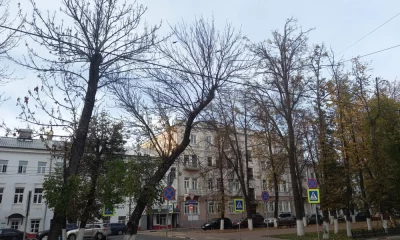 В Ярославской области установят карантин из-за массовой гибели вязов и ясеней