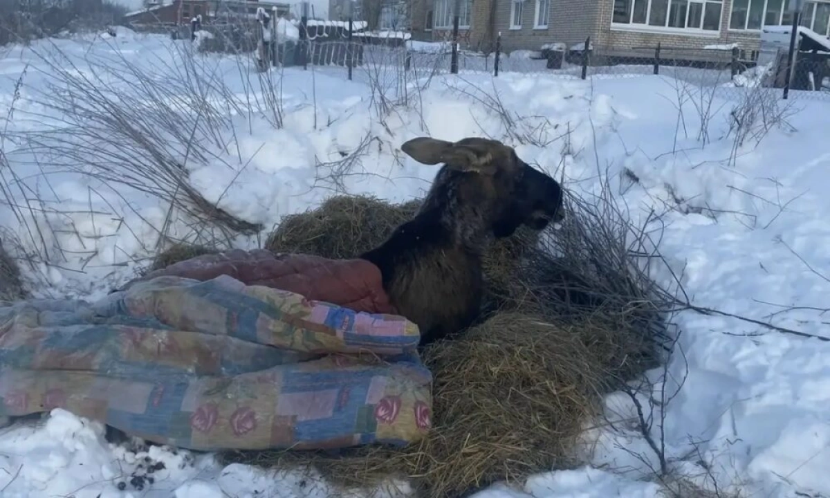 В Ярославской области жители заказали палатку для замерзающего лося
