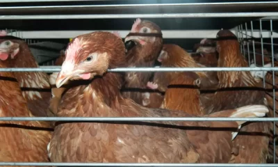 &laquo;Разводит чаек и крыс&raquo;: по жалобам соседей проверка вышла на участок ярославца