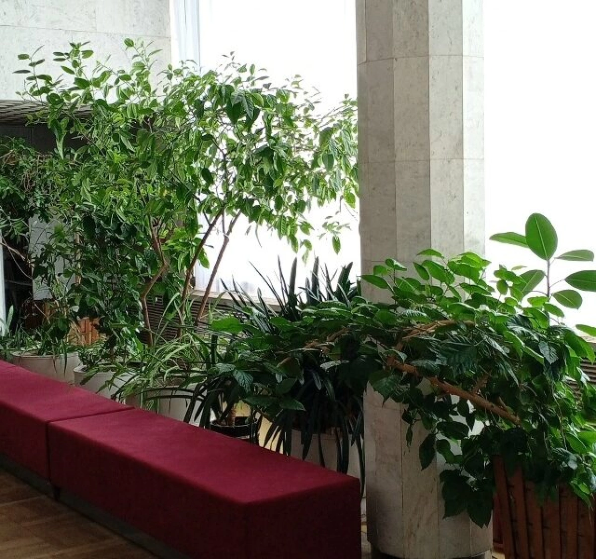 &laquo;Приказано убрать&raquo;: рыбинцы встали на защиту тропического сада во Дворце культуры