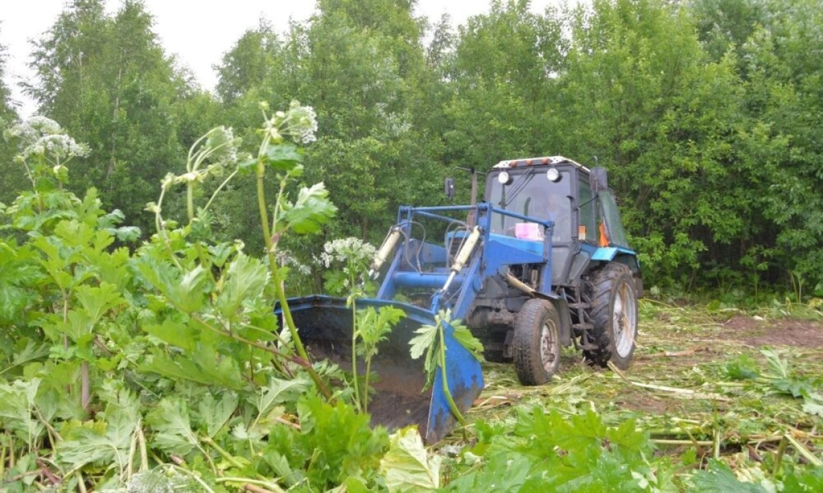 В Ярославле боровшийся с борщевиком подрядчик признан недобросовестным