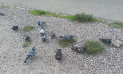 В Ярославле соседи ополчились на кормящую птиц монахиню