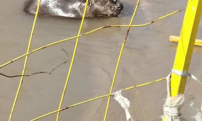 В Ярославской области бобр-коммунальщик стал звездой соцсетей