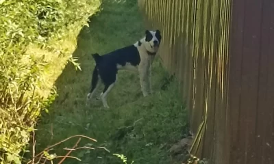 Алабай терроризирует Рыбинск: Нападение на людей и животных