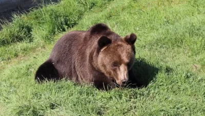 В Ярославской области объявлена охота на медведей