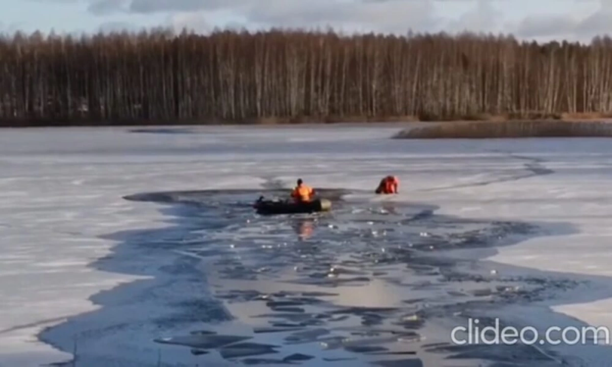 В Ярославле спасатели проверили информацию о вмерзших в лед лебедях В Ярославле спасатели проверили информацию о вмерзших в лед лебедях