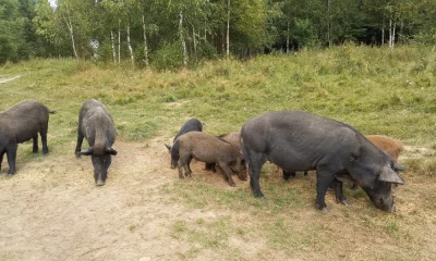 Ярославский браконьер заманивал кабанов в капканы, но сам попал в фотоловушку