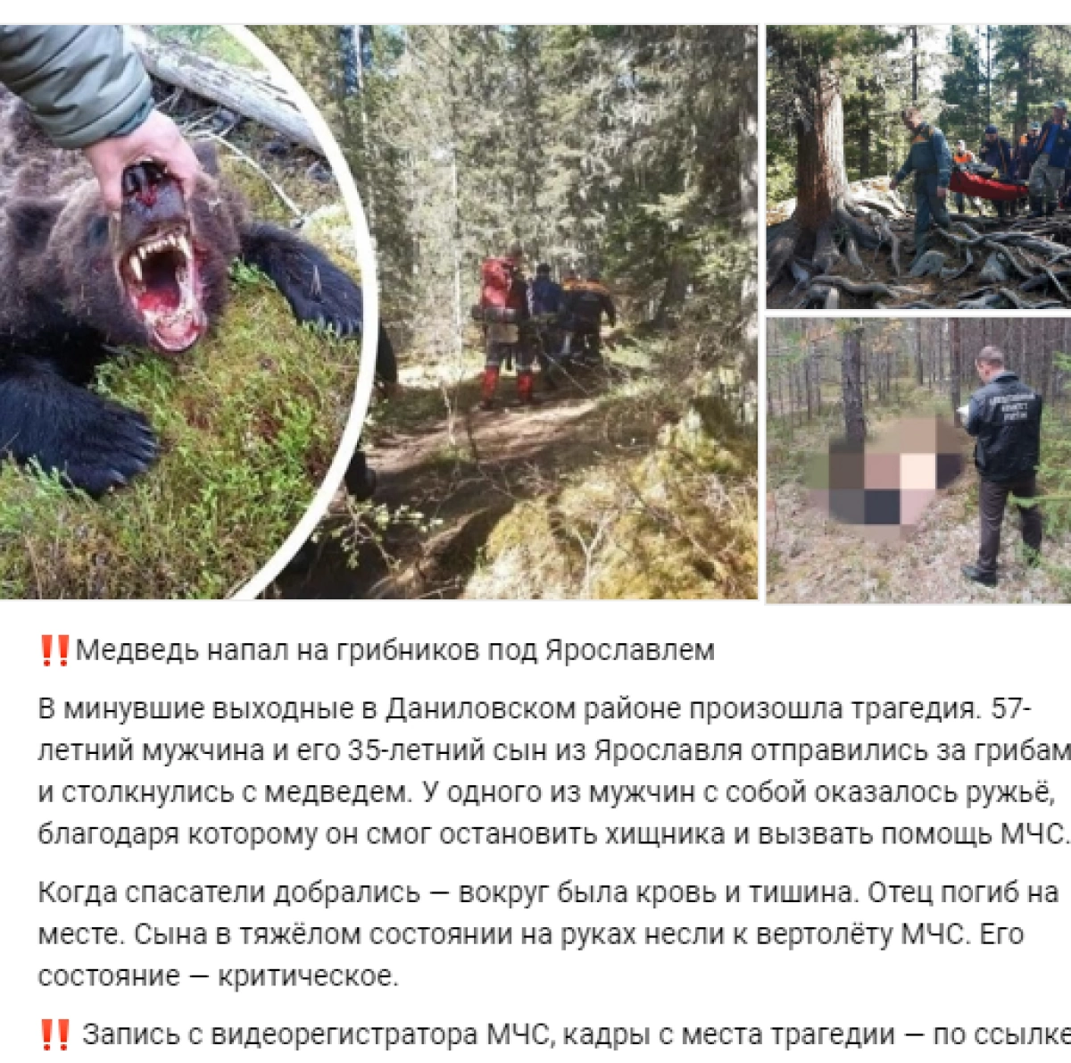 По ярославским соцсетям расходится фейк о растерзанном медведем грибнике