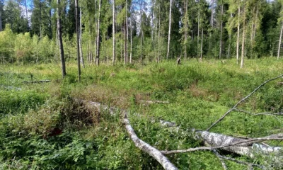 Житель Первомайского района незаконно вырубил лес на 90 тысяч рублей