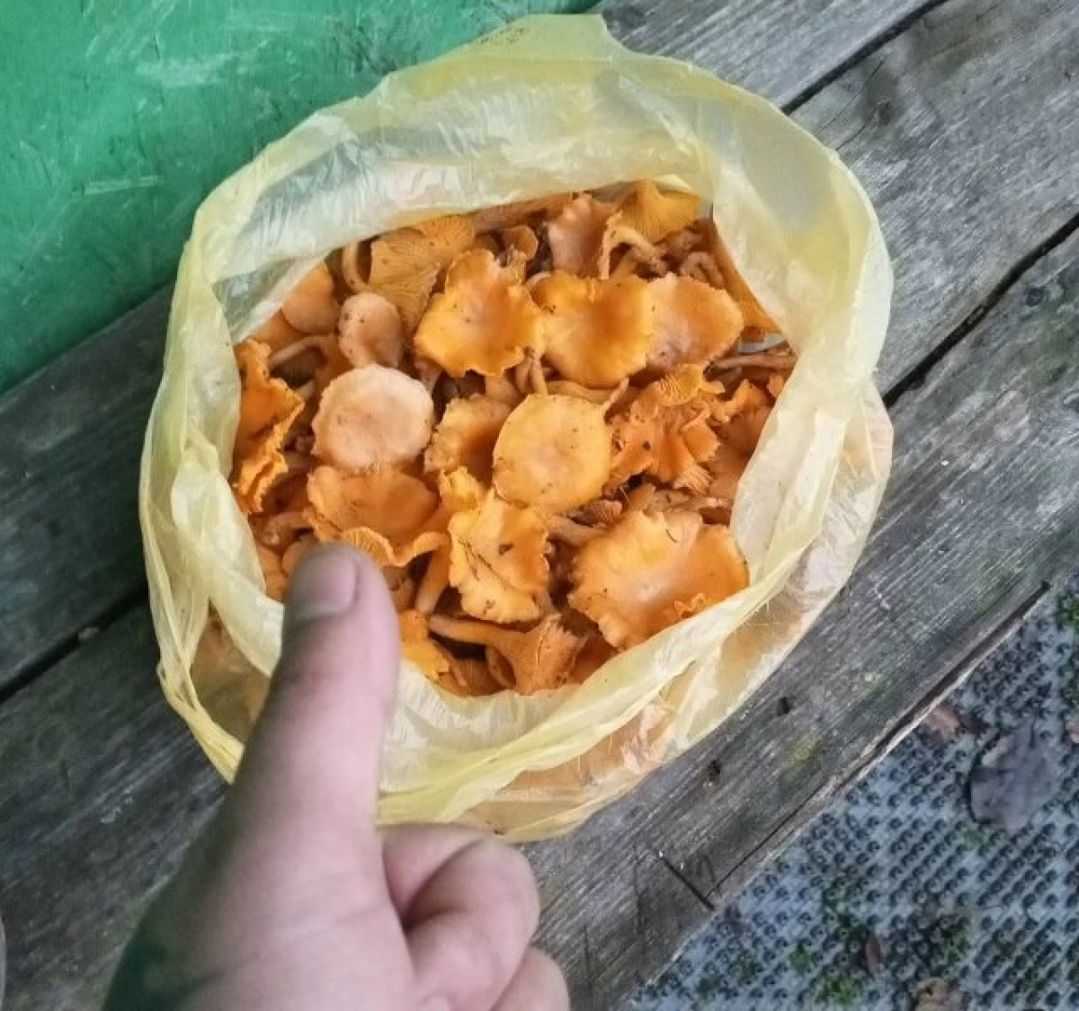 Ярославцы продолжают собирать в лесах декабрьские лисички Ярославцы продолжают собирать в лесах декабрьские лисички