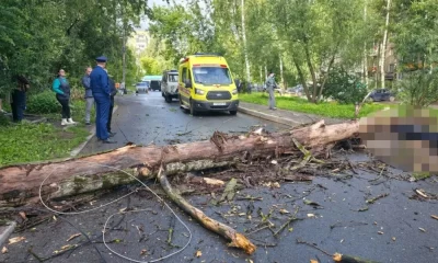 Прокуратура начала проверку после падения дерева в Ярославле