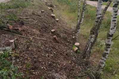 Жители просят спасти берёзы при ремонте дороги в Ярославском районе