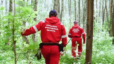 Трагедия и спасения в ярославских лесах: найден погибший грибник и спасены заблудившиеся