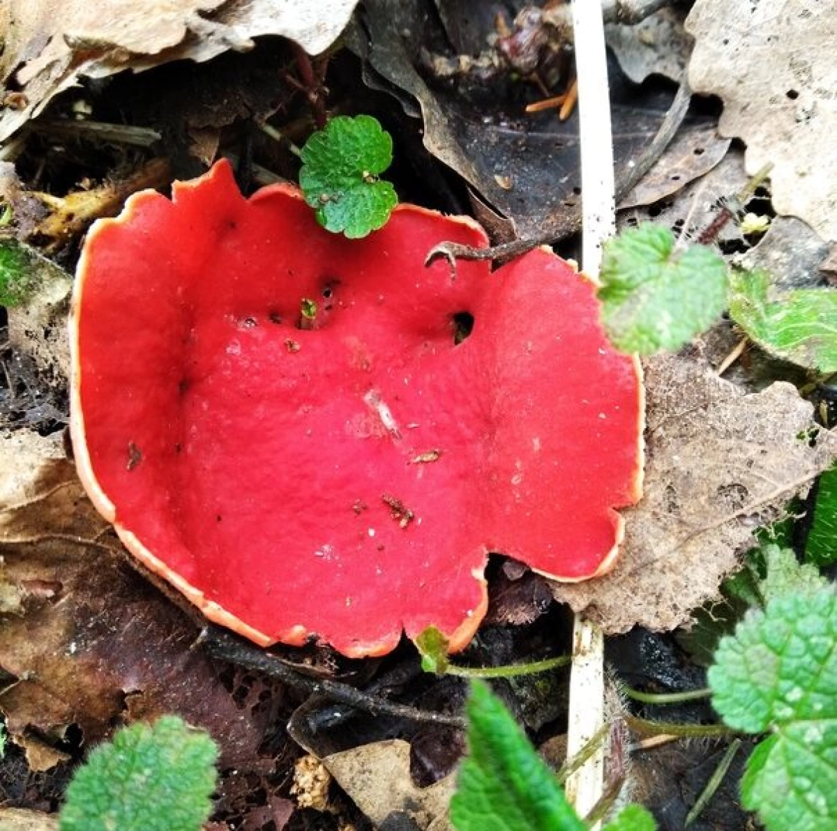В Ярославской области будут штрафовать за сбор краснокнижных грибов