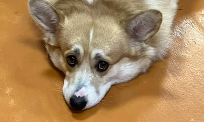 Ярославцы назвали провальной борьбу властей с собачьими экскрементами