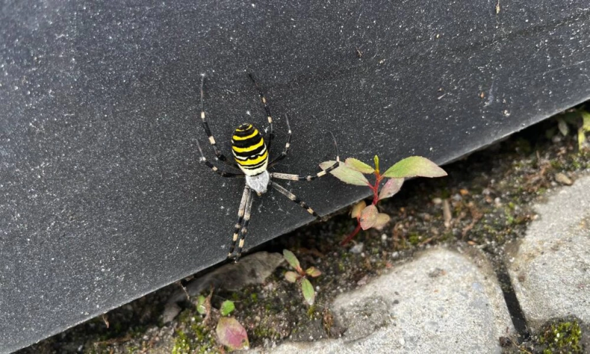 Паук-оса: новый обитатель Ярославской области Паук-оса: новый обитатель Ярославской области