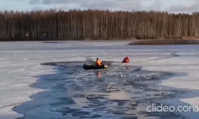 В Ярославле спасатели проверили информацию о вмерзших в лед лебедях